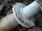 Piruló őzlábgomba (Chlorophyllum rhacodes), Budai-hegység